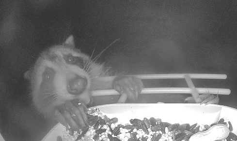 Common Raccoon photographed in New York