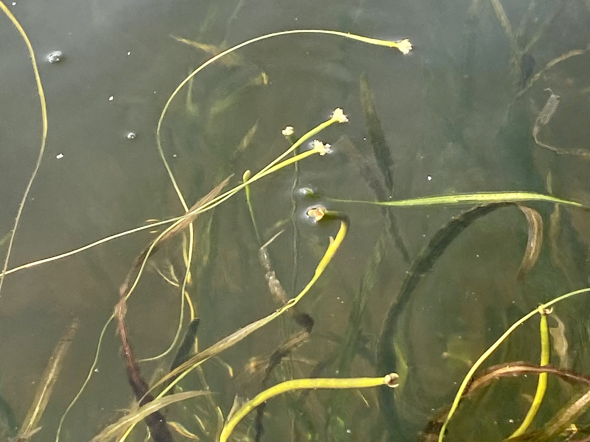 Vallisneria americana