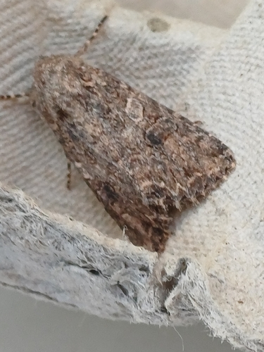 Nutmeg Moth, photo 5 of 7