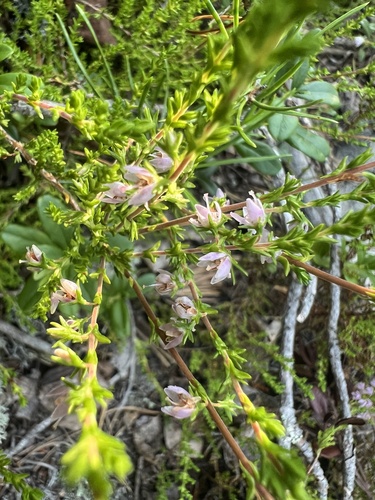 common heather