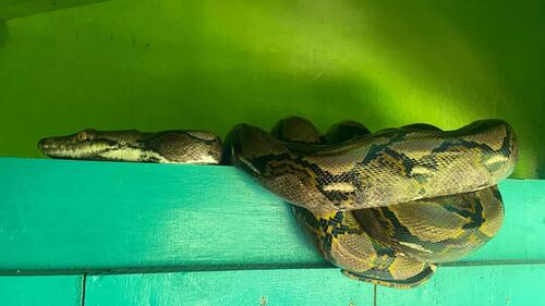 Malayopython reticulatus