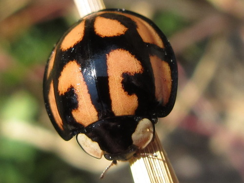 Aiolocaria hexaspilota