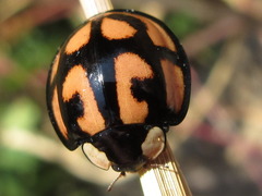 Aiolocaria hexaspilota