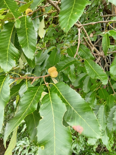 Quercus variabilis iNat (2)