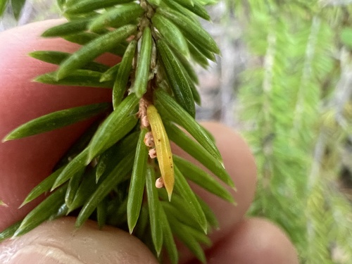 Needle Rust