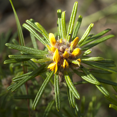 Pultenaea petiolaris