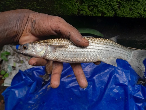 Flathead mullet (Chelon planiceps) — Mugilidae