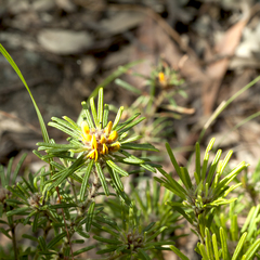 Pultenaea petiolaris
