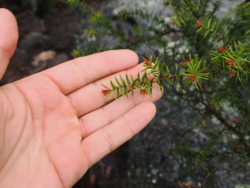 Mount Maroon wattle (Acacia saxicola)