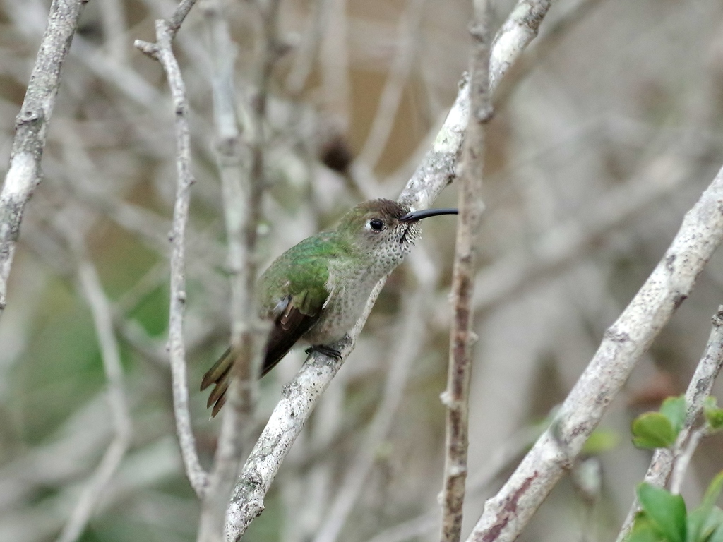 Spot-Throated Hummingbird