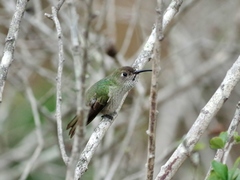 Spot-Throated Hummingbird photo 1