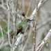 Spot-throated Hummingbird - Photo (c) Thibaud Aronson, some rights reserved (CC BY-SA), uploaded by Thibaud Aronson