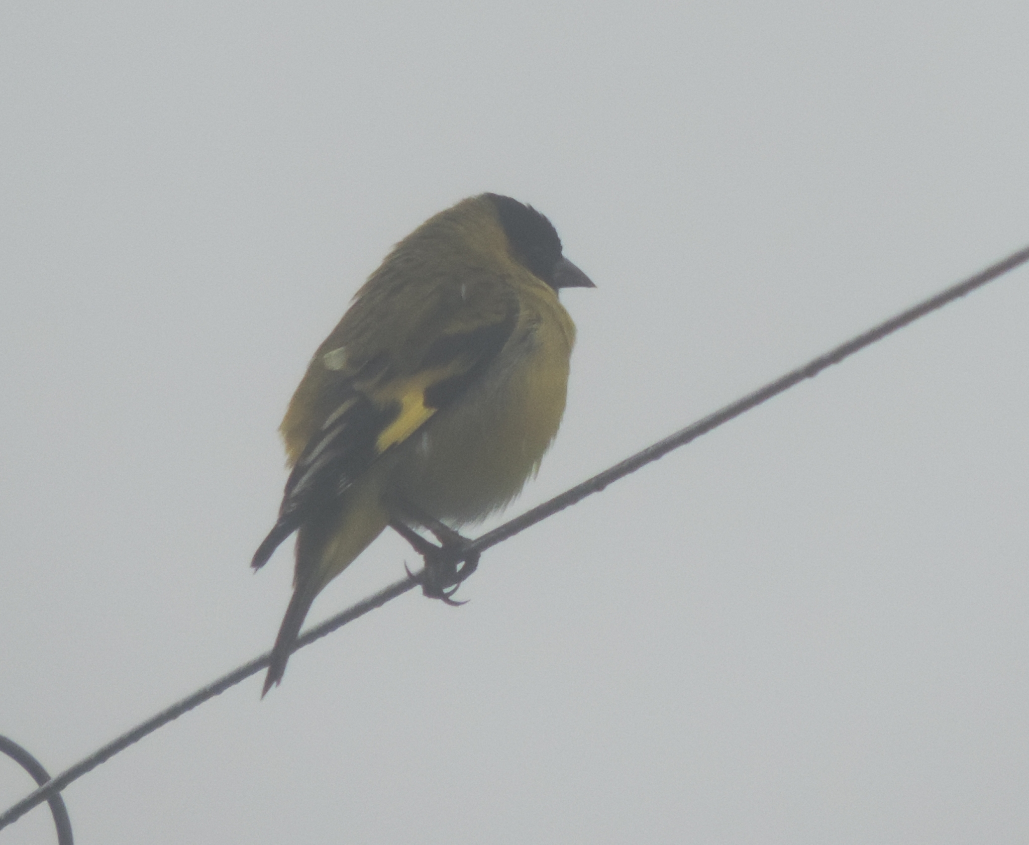 Spinus magellanicus image