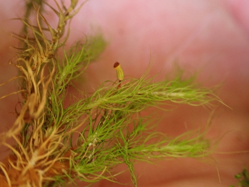 Haller's Apple Moss (Bartramia halleriana)