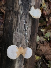 Trametes elegans