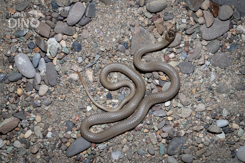 Ring-Headed Dwarf Snake