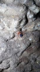 Stygnopsis
