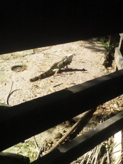 Iguana iguana