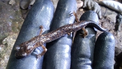 Pseudoeurycea mixteca