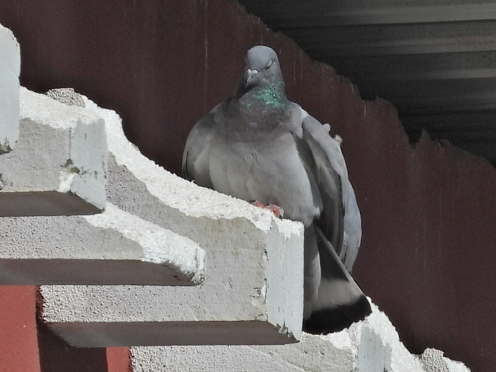 Hill Pigeon