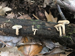 Lentinellus subaustralis