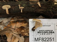 Lentinellus subaustralis