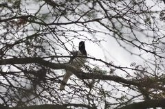 Cyanocorax mystacalis