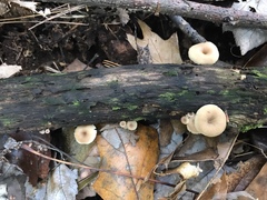 Lentinellus subaustralis