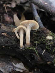 Lentinellus subaustralis