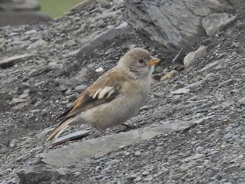 Black-winged Snowfinch (Montifringilla adamsi)