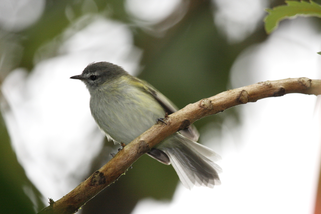 Sclater's Tyrannulet (Phyllomyias sclateri) photo
