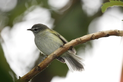 Sclater's Tyrannulet photo 1