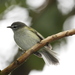 Sclater's Tyrannulet - Photo (c) Dominic Sherony, some rights reserved (CC BY-SA)