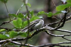 Sclater's Tyrannulet photo 2