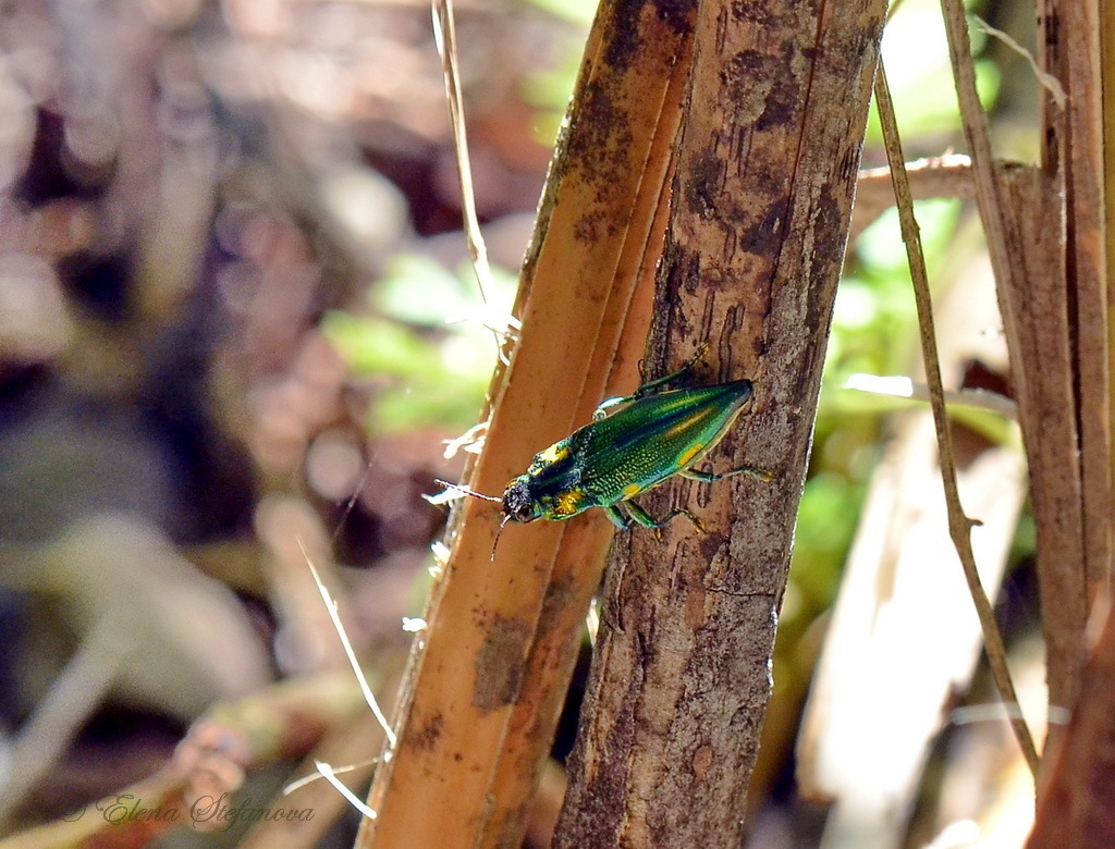 Cyphogastra foveicollis