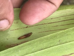 Exyra semicrocea