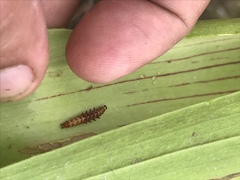Exyra semicrocea