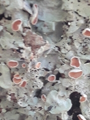 Lobaria adscripta