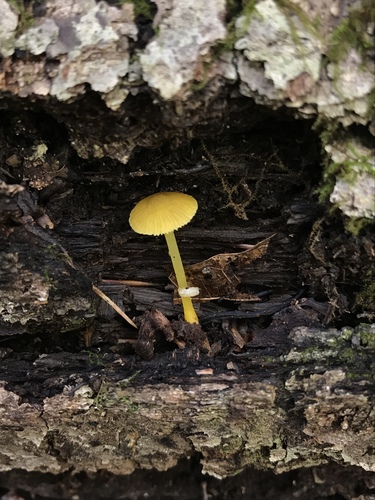 Walnut Mycena (Mycena crocea)