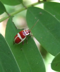 Asphaera discicollis