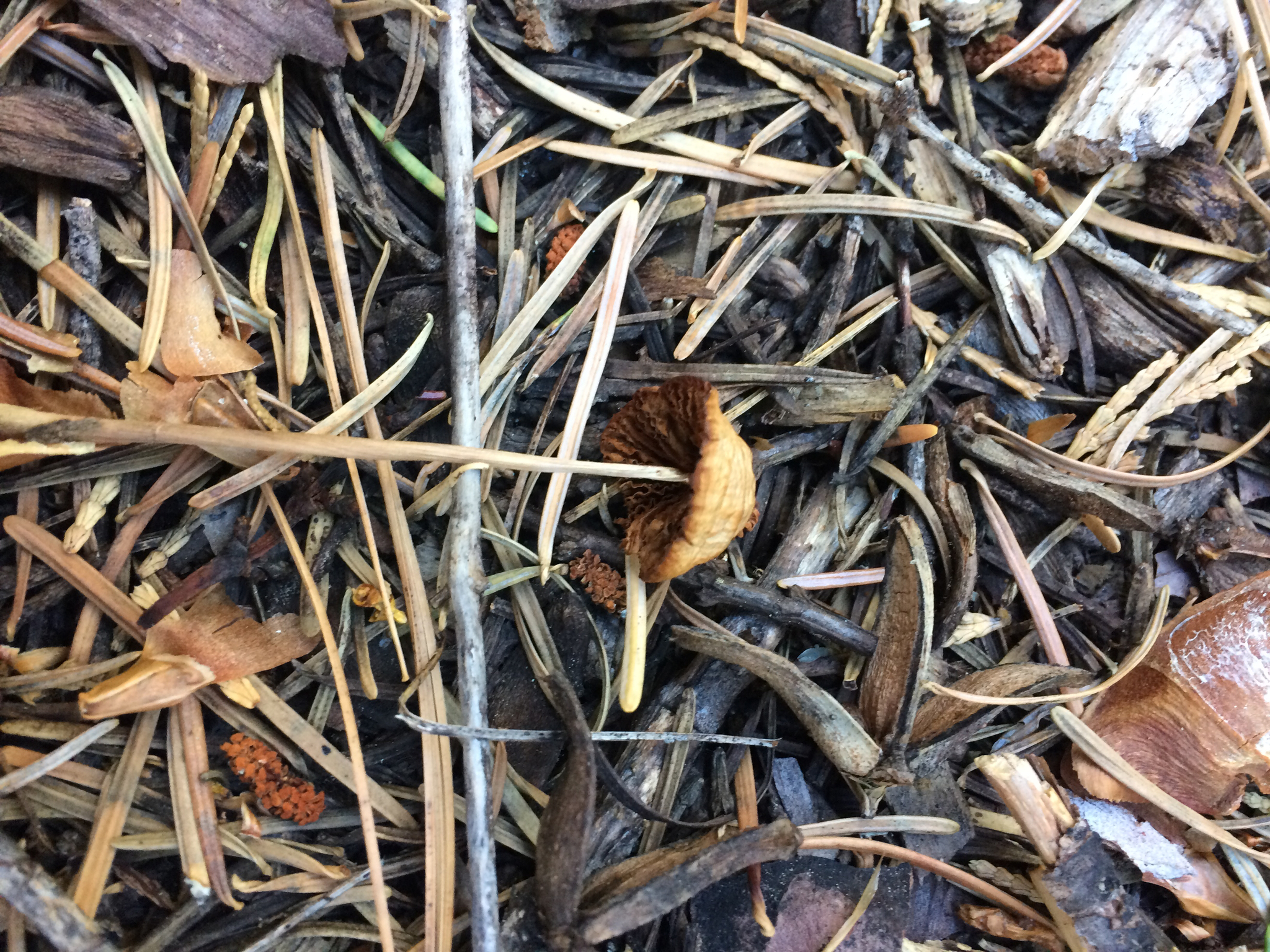 Conocybe tenera image