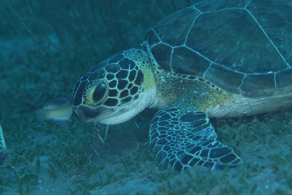 green-sea-turtle-in-august-2019-by-terence-zahner-fish-hook-on-left