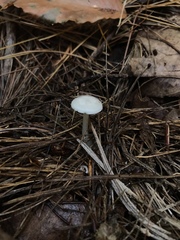 Leucocybe candicans