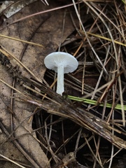 Leucocybe candicans