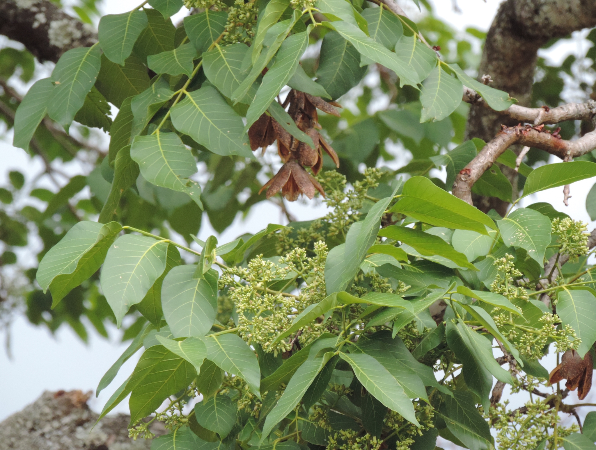 Cedrela kuelapensis image