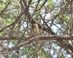 Glaucidium peruanum