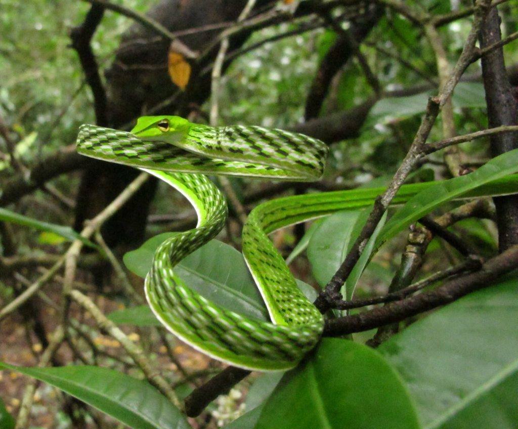 Long-nosed Tree Snake