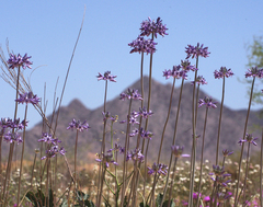Triteleiopsis palmeri