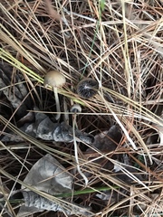 Psathyrella amarescens