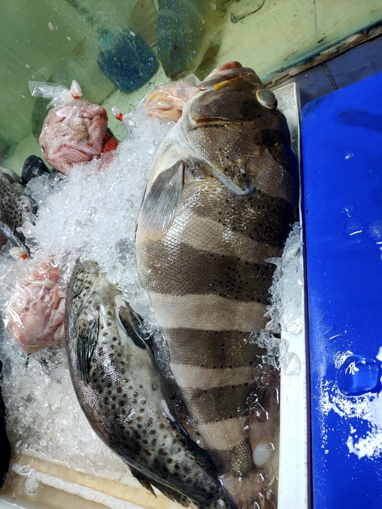 Banded grouper (Epinephelus amblycephalus) — Serranidae